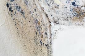 Why You Should Choose Our Mold Remediation Services in Kingsport, TN